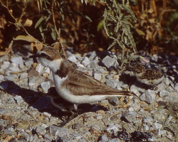 环颈鸻指名亚种