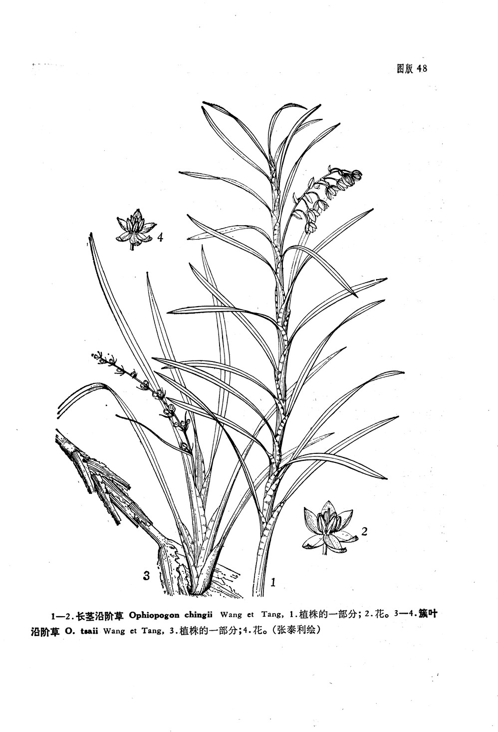  p>长茎沿阶草(学名: i>ophiopogon chingii wang et tang /i>),为 a