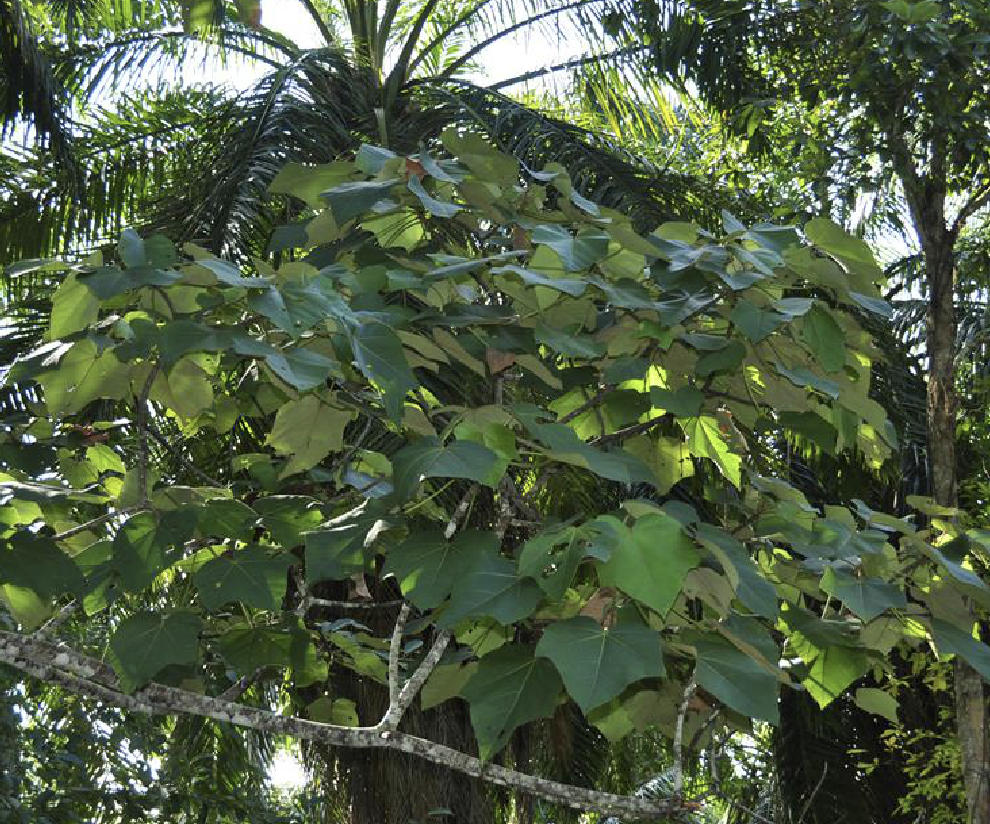  p>轻木(学名: i>ochroma lagopus  /i>swartz)是木棉科轻木属植物