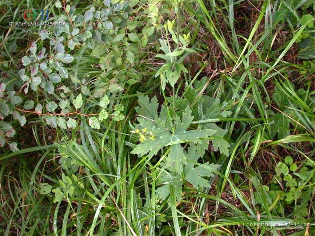  p> b>粗茎乌头 /b>(学名: b> i>aconitum crassicaule /i> /b>),为 a