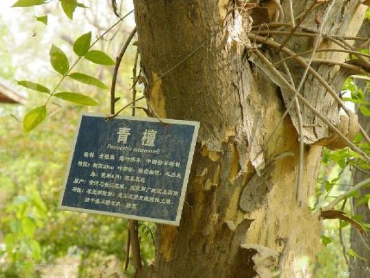 青檀家系M003_百度百科