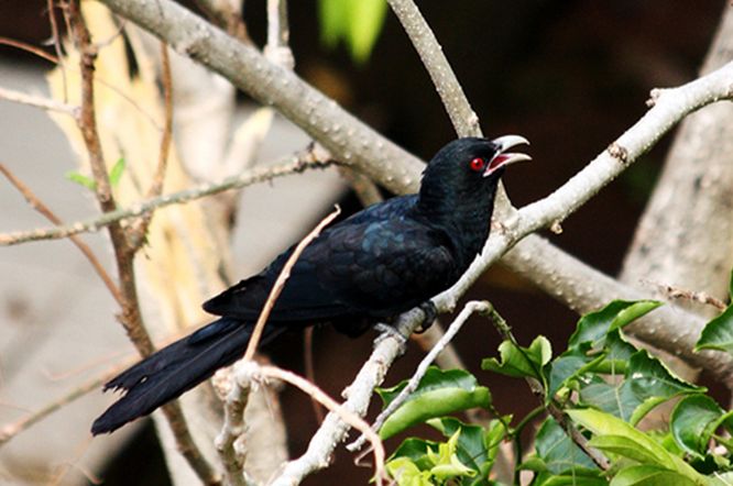  p>噪鹃(学名: i> a target="_blank" href="/item/eudynamys scolo