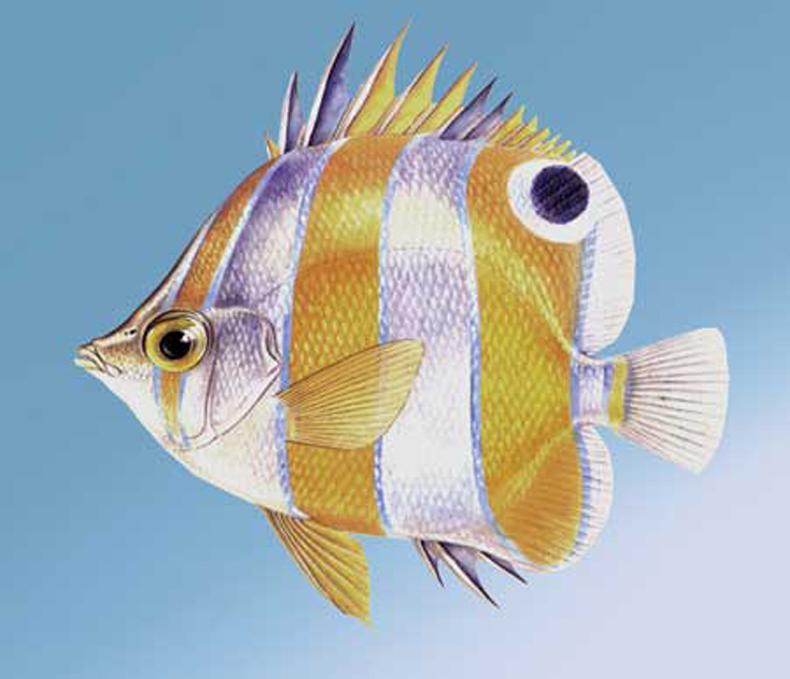 白梢蝴蝶鱼