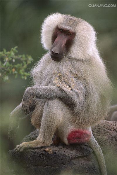  p>狒狒(学名: i>papio /i>):灵长目 a target="_blank" href="/item