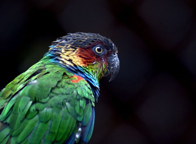  p>蓝喉锥尾鹦鹉(学名:pyrrhura cruentata)是典型的 a href="#">攀禽