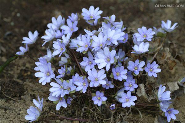 hepatica nobilis var. asiatica (nakai) hara