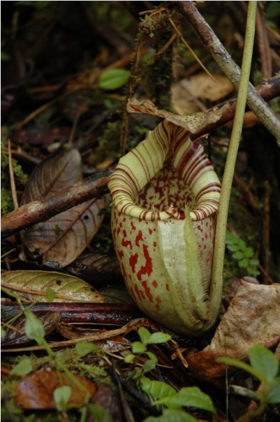  p> a target="_blank" href="/item/豹斑猪笼草/5264111" data-lemma