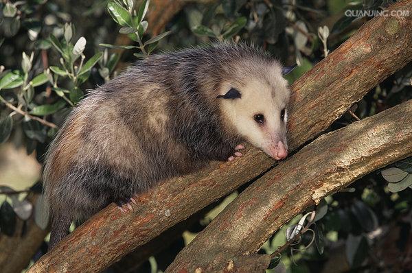  p>北美负鼠,学名didelphis virginiana,后兽亚纲,负鼠目,负鼠科,负鼠