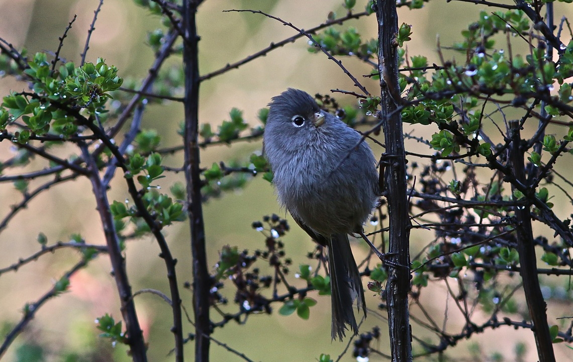  p>暗色鸦雀(学名: i>sinosuthora zappeyi /i>)是莺科,鸦雀属小型