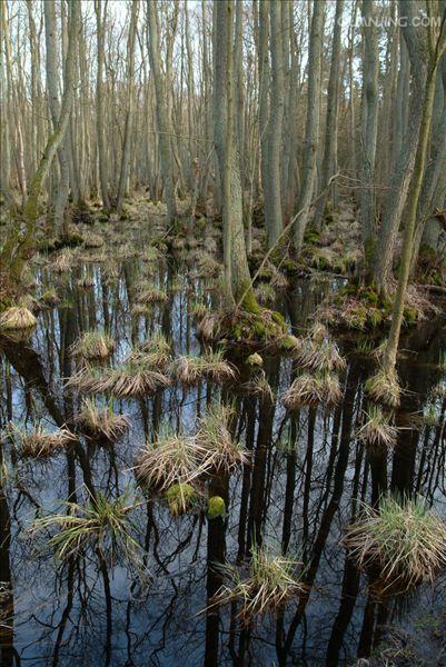  p>沼泽地指长期受积水浸泡,水草茂密的泥泞地区.
