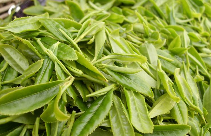  p>威绿茶叶中国最北方产的茶——威海绿茶,是 a target="_blank"