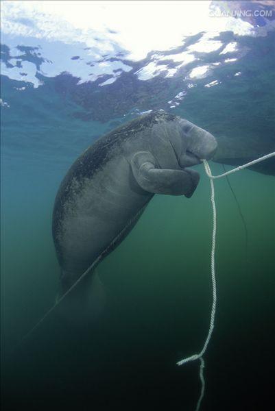  p>西印度海牛(t. manatus),也称加勒比海牛,北美海牛.