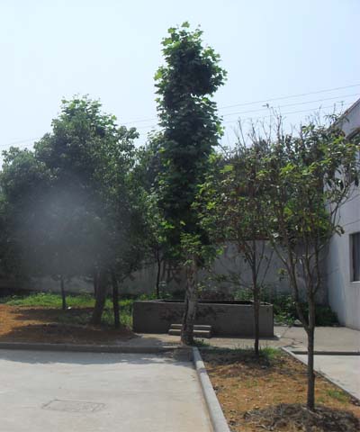 永康市白云小学