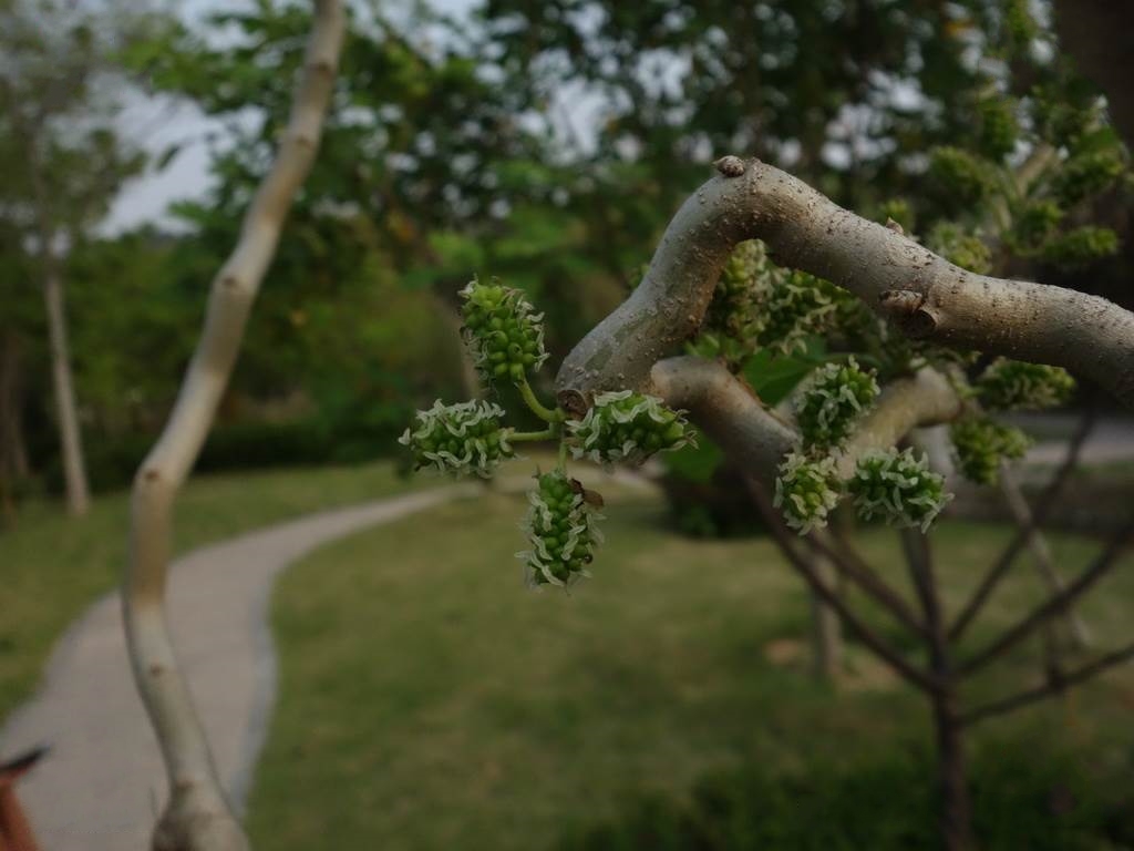 cg9izb9">龙爪桑(morus alba tortuosa)是桑科,桑属桑树的栽培变种