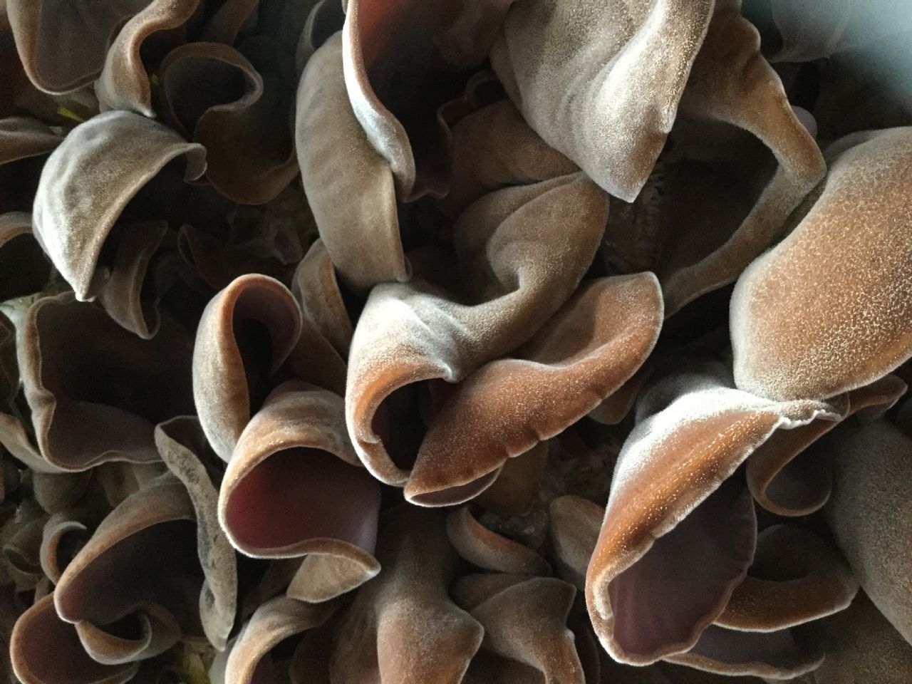 data-lemmaid="2446866">鱼台县 /a>特产,全国农产品地理标志