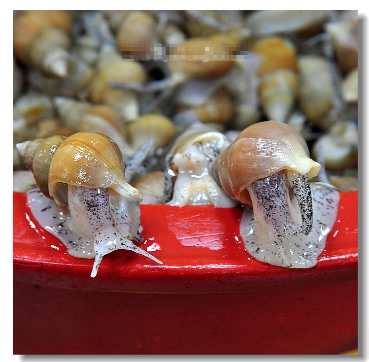  p>囊螺, i>physa acuta /i>,贝类动物, a ta