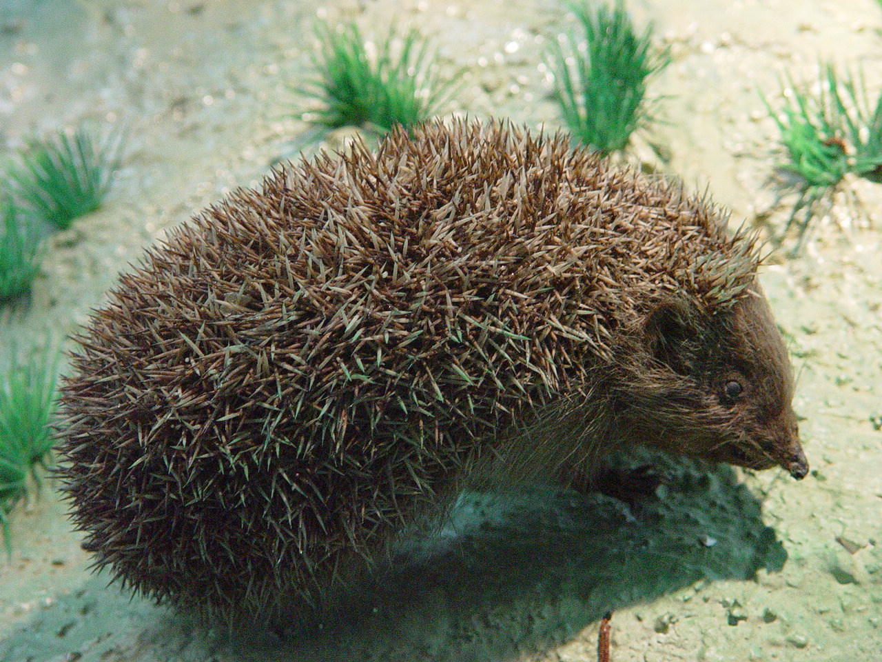 猬体型较小,耳长,尾较短,背部浅褐色,棘刺呈黑褐色,胸部,腹部的毛色为