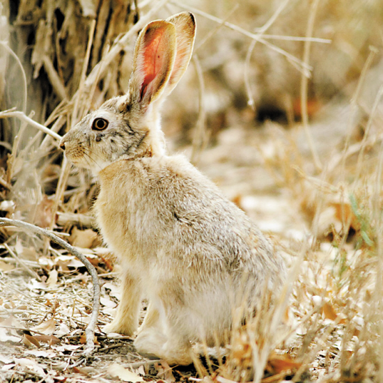  p>塔里木兔( i>lepus yarkandensis /i>)又叫南疆兔, a target="