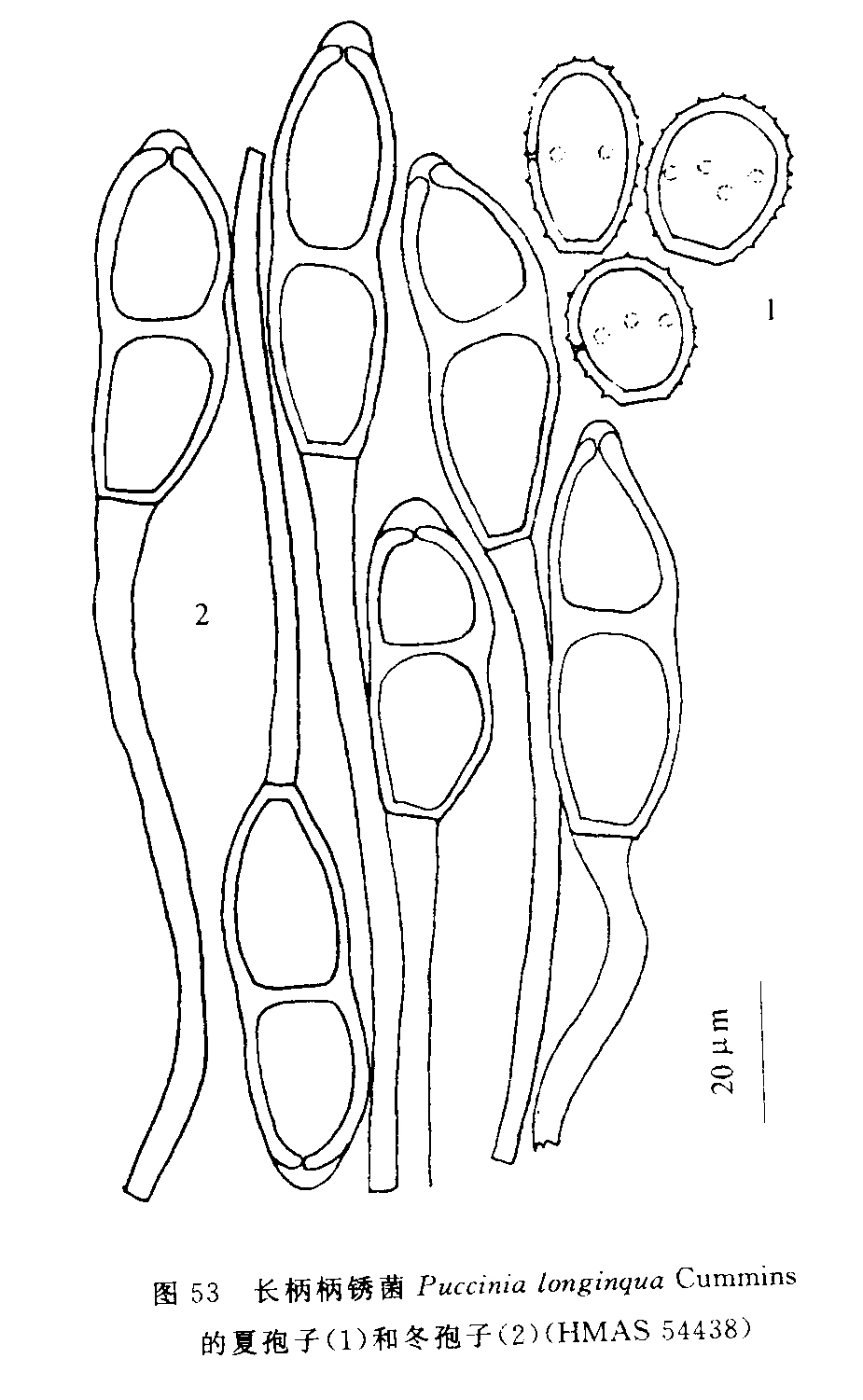  p>长柄柄锈菌,微生物.
