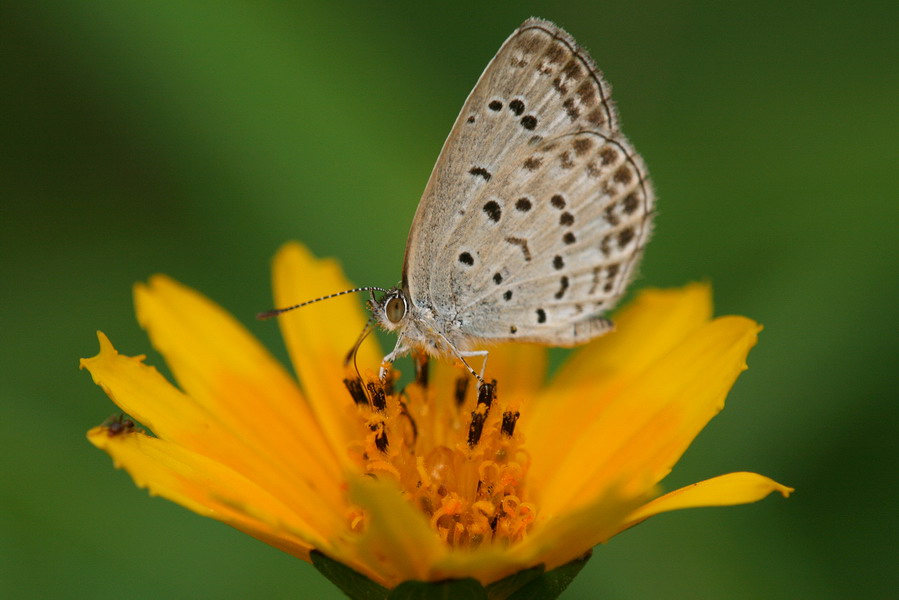  p>灰蝶科是蝴蝶 a target="_blank" href="/item/凤蝶/4479513" data