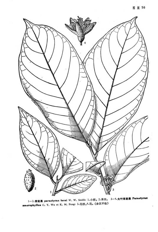 茉莉果_百度百科