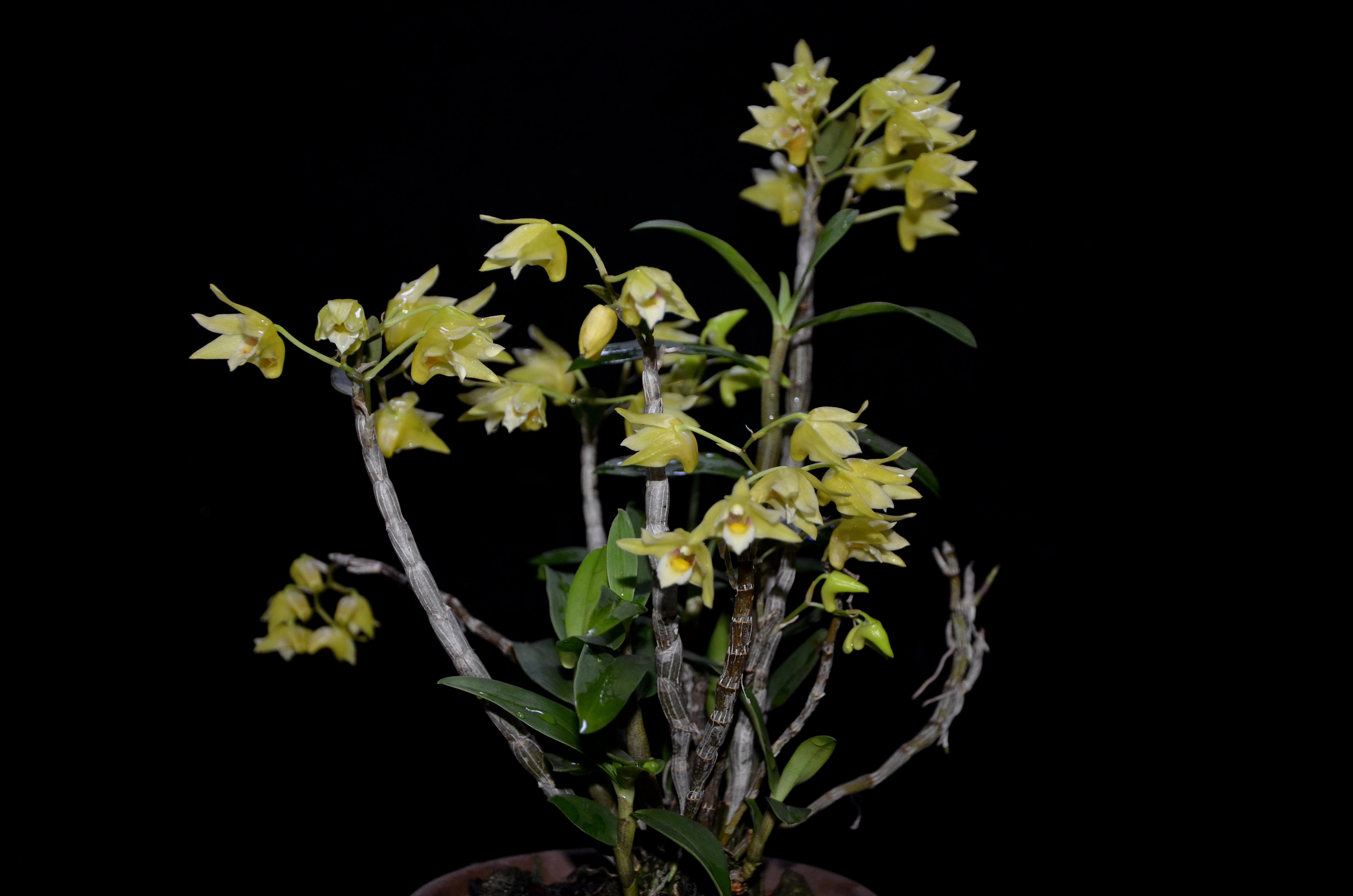 dendrobium aphyllum (roxb. ) c. e. fischer