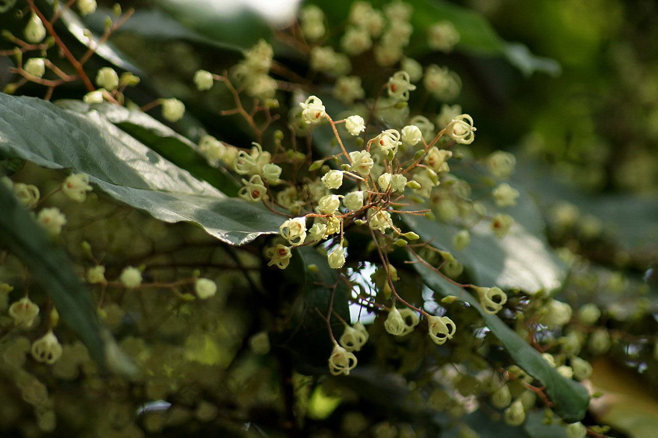 sterculia pinbienensis