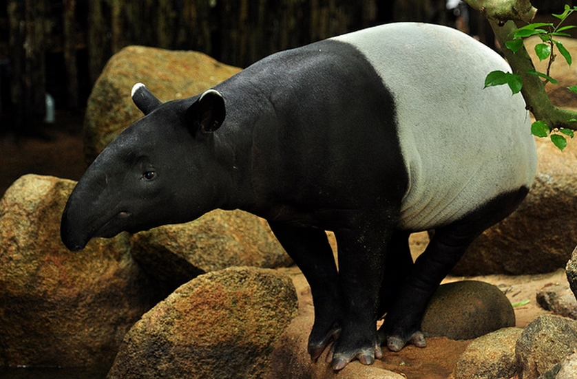  p>亚洲貘(学名: i>tapirus indicus /i>):亦称 a href="#" data