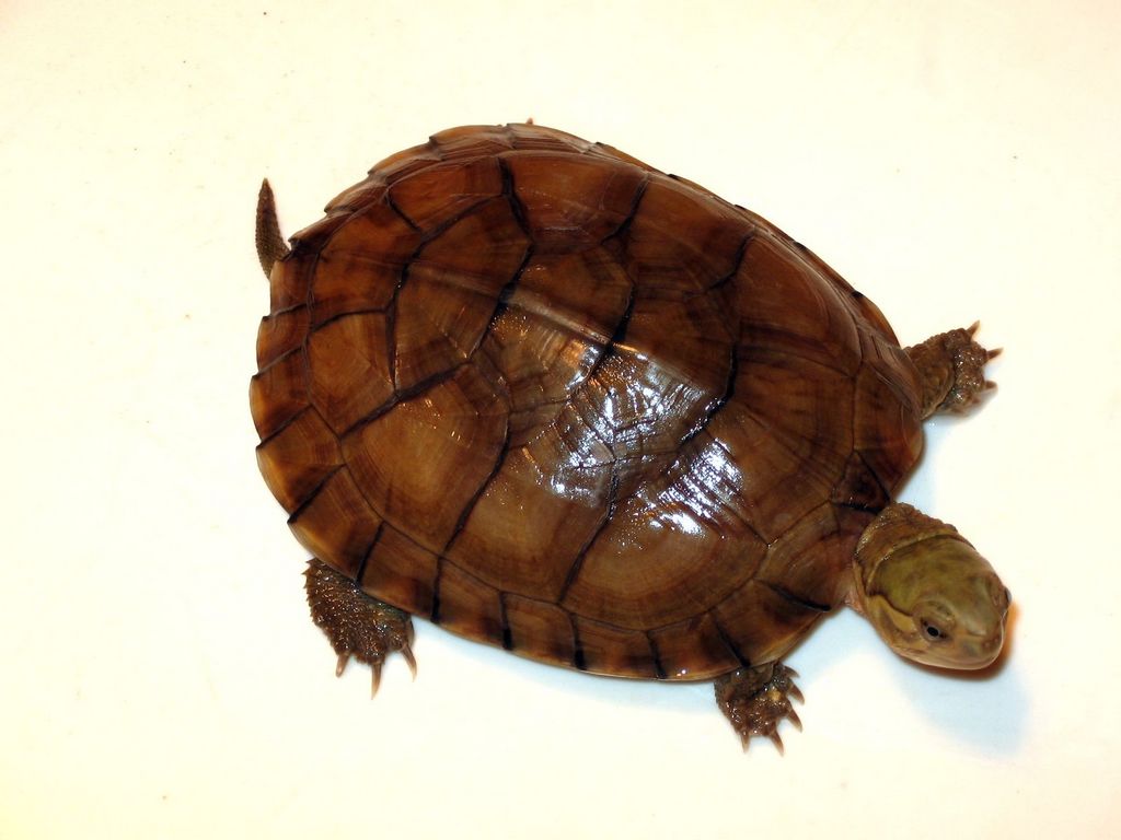  p>腊戍拟水龟是属于淡水龟科的一种动物.