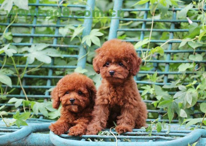 贵宾犬
