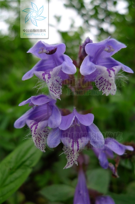  p>荨麻叶龙头草,拉丁名为meehania urticifolia (miq.