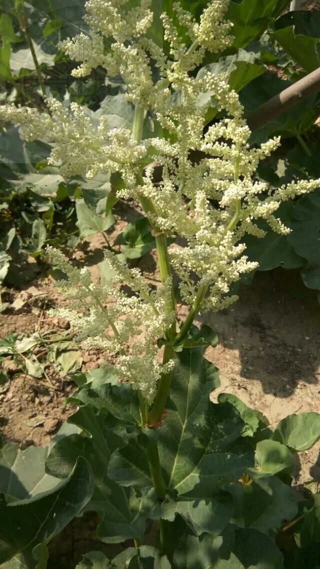  p>大黄柳(学名: i>salix raddeana /i> laksch)是杨柳科,柳属 a href