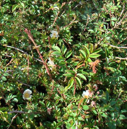 是松科铁杉属植物,乔木,高达50米,胸径达1.