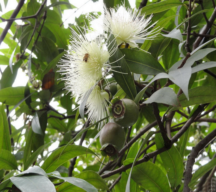 p>广西 a href="#">蒲桃 /a>(学名:syzygium guangxiense chang et