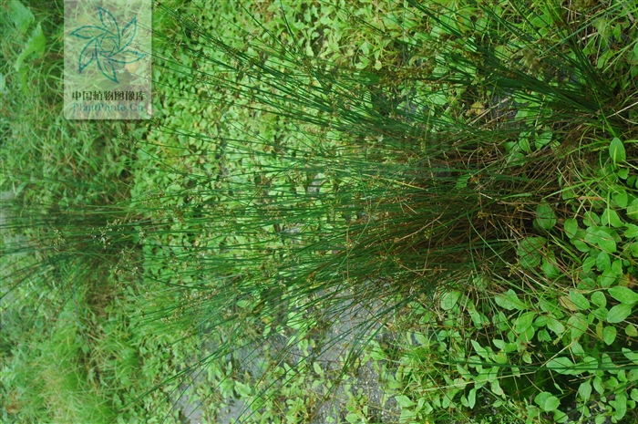 juncus setchuensis buchen.