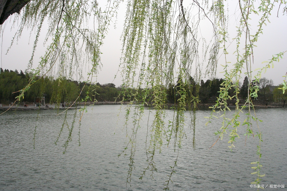 浮云玉叶君不知 思君惜去柳依依 柳的意象 写诗填词如何用 百科ta说