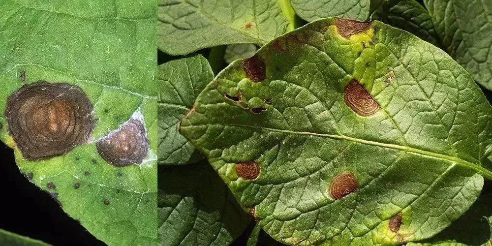  p>马铃薯早疫病俗称夏疫病,轮纹病或干斑病,是由 a href="#" data