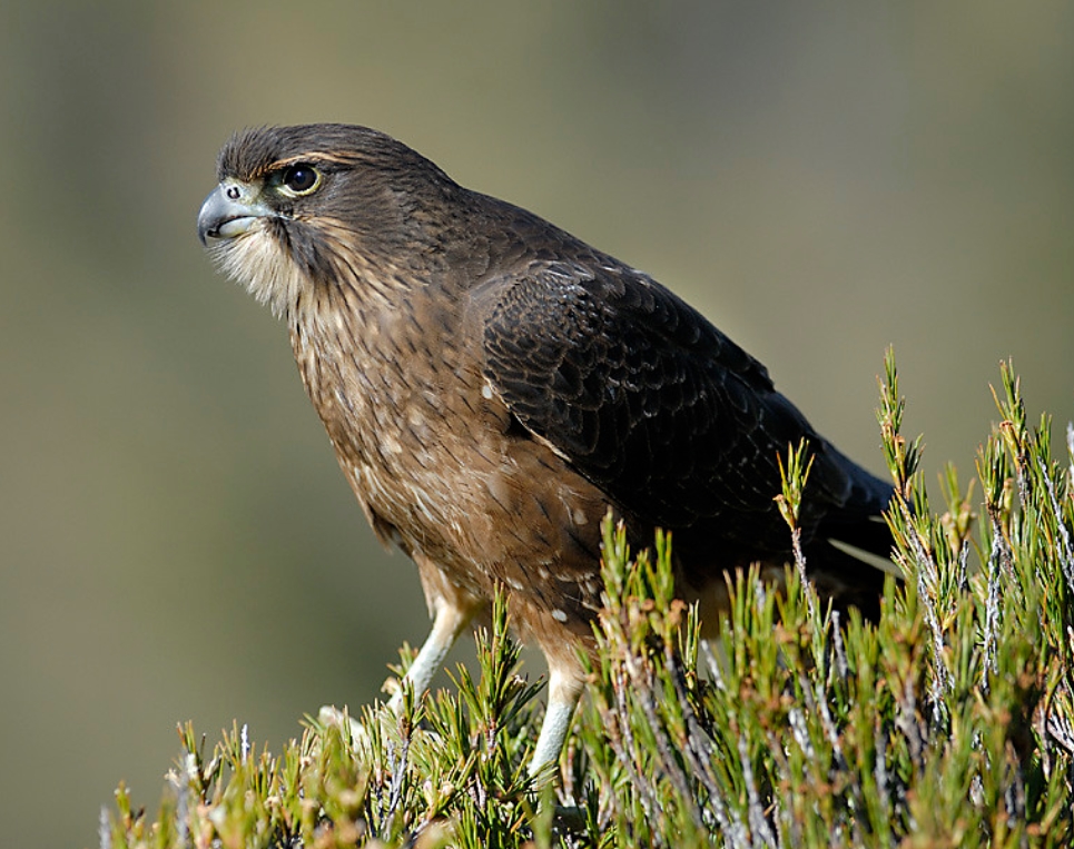  p>新西兰隼(学名: i>falco novaeseelandiae /i>):是隼科,隼属的一种