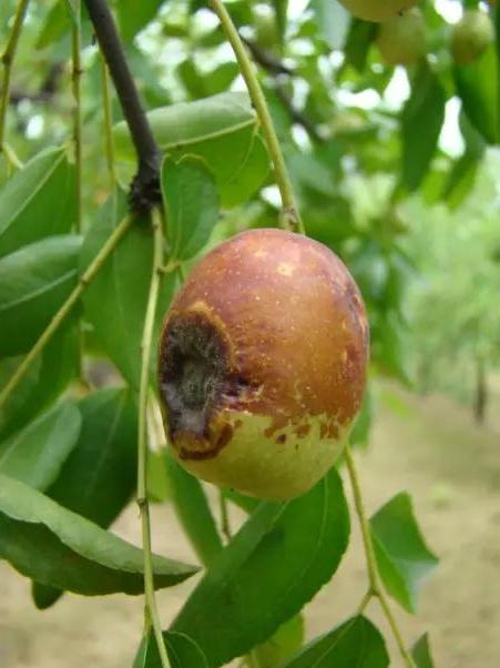 炭疽病俗称焦叶病,是由枣炭疽病侵染所引起的,发生在枣树上的一种病害