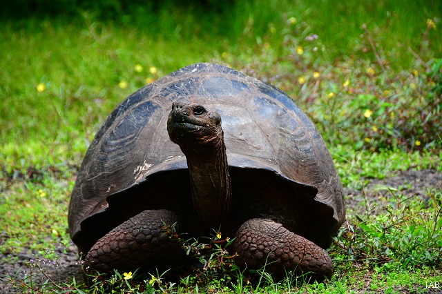  p>东圣克鲁斯岛象龟(学名: i>chelonoidis donfaustoi /i>):是爬行纲