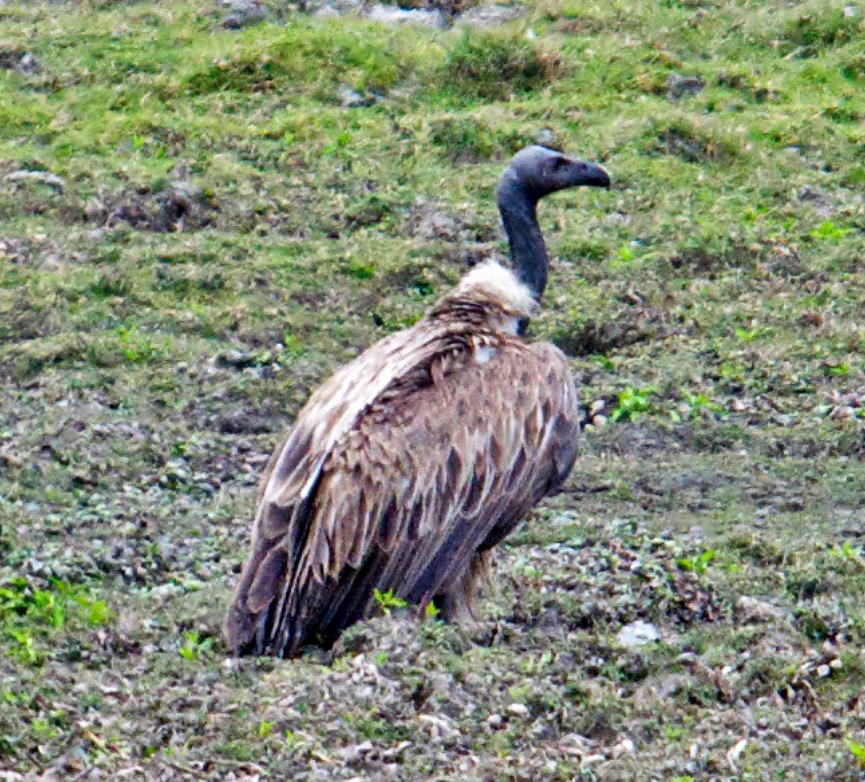  p>细嘴兀鹫(学名: i>gyps tenuirostris /i>):是鹰科,兀鹫属的鸟类.