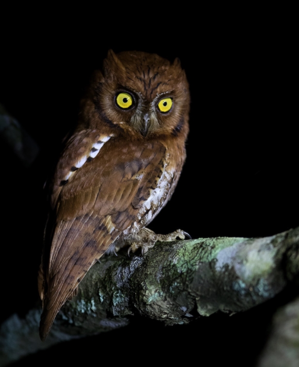oriental scops-owl