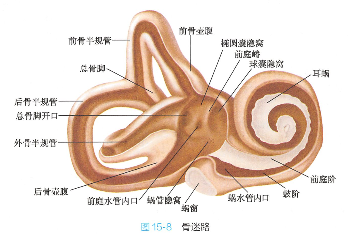 内耳包括骨迷路和膜迷路,包藏在颞骨岩部的