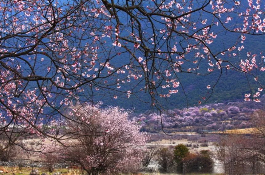  p data-id="gnwtrz1q2s">桃花镇,隶属于浙江省舟山市普陀,地处普陀区