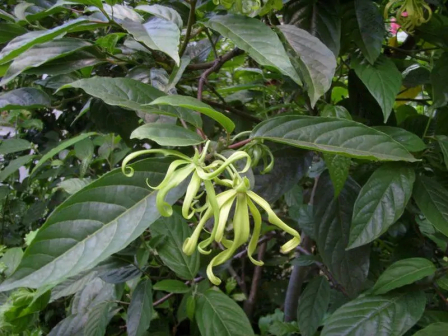 依兰（番荔枝科依兰属植物）_百度百科