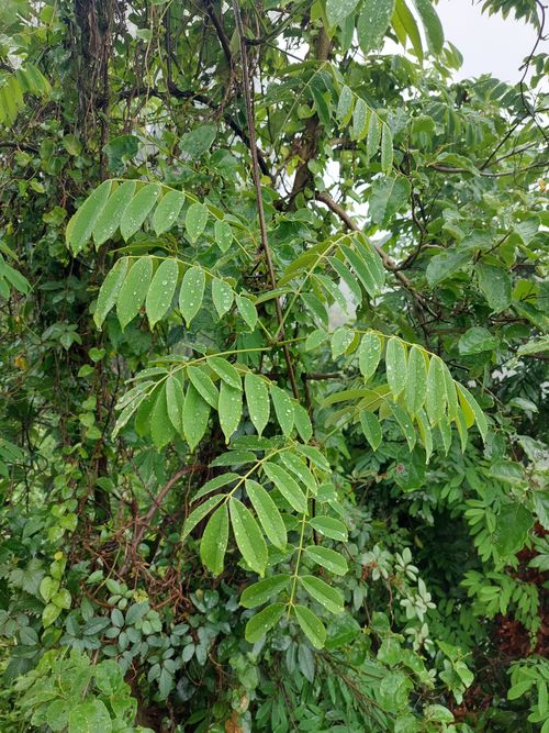  p data-id="go05x86fqz">厚果崖豆藤(学名: i>millettia pachycarpa 
