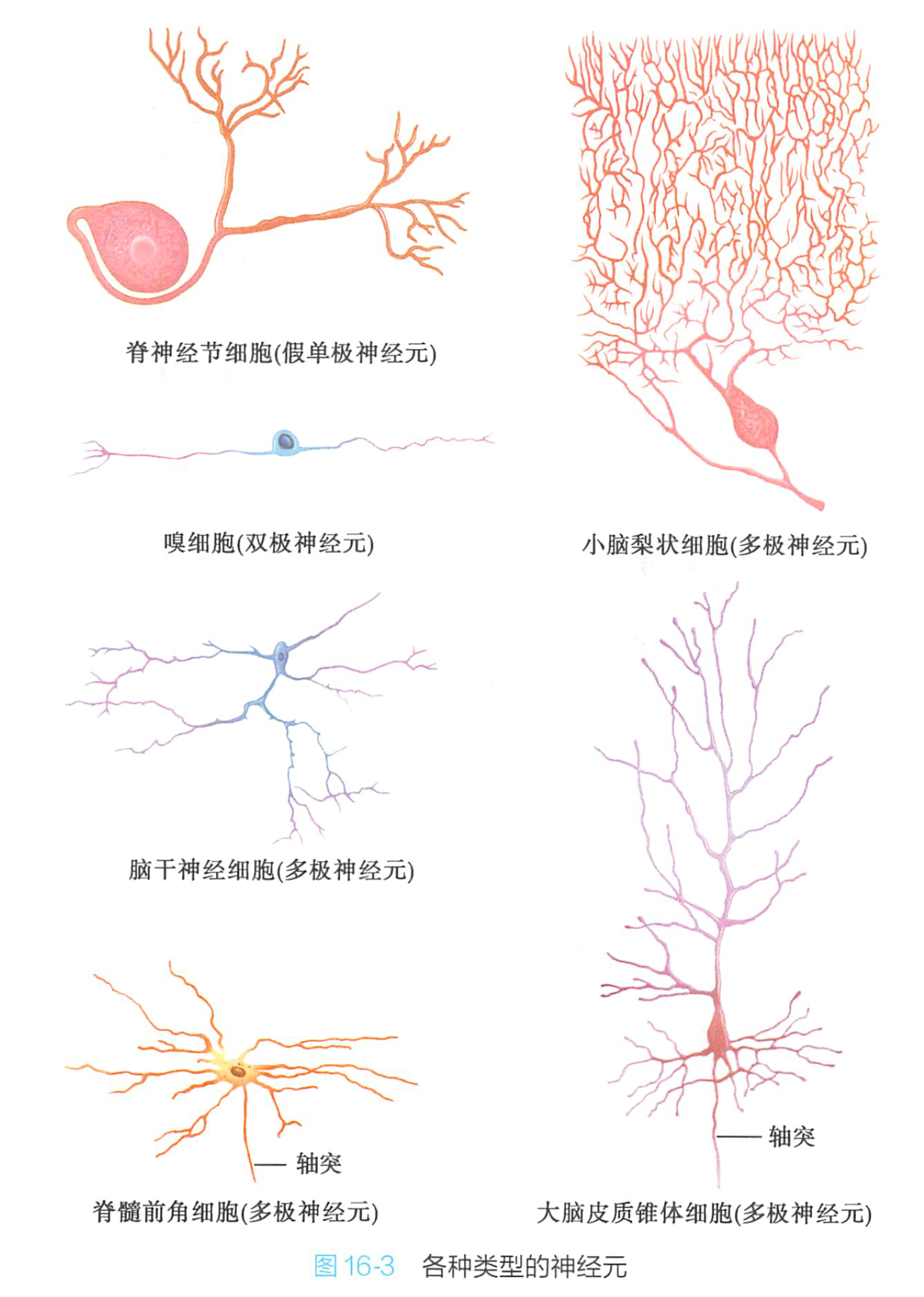 神经元
