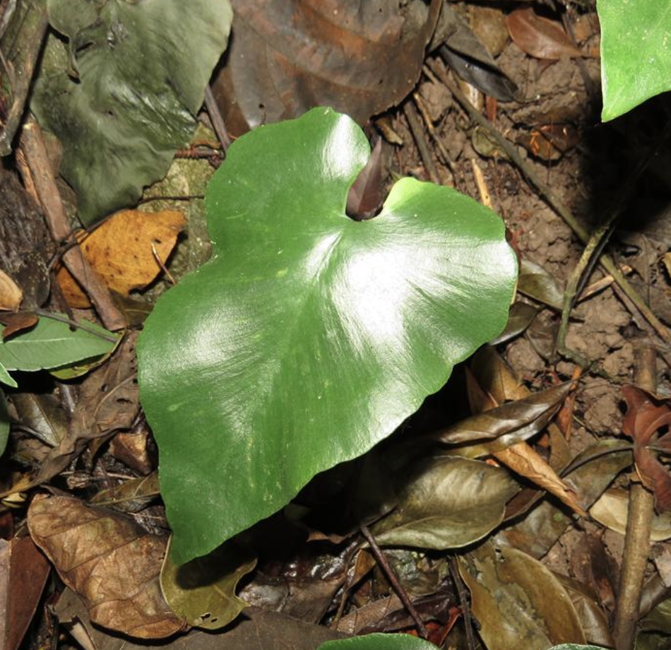  p>细辛蕨(学名: i>asplenium /i>  i>cardiophyllum /i> (hance)