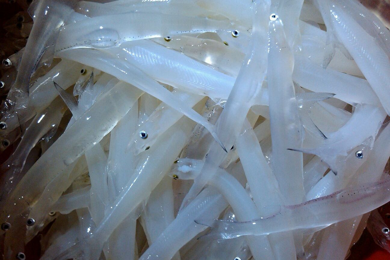武湖银鱼