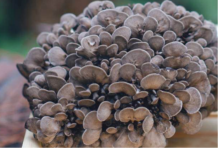 抗癌之王 灰树花的历史沉淀 百科ta说